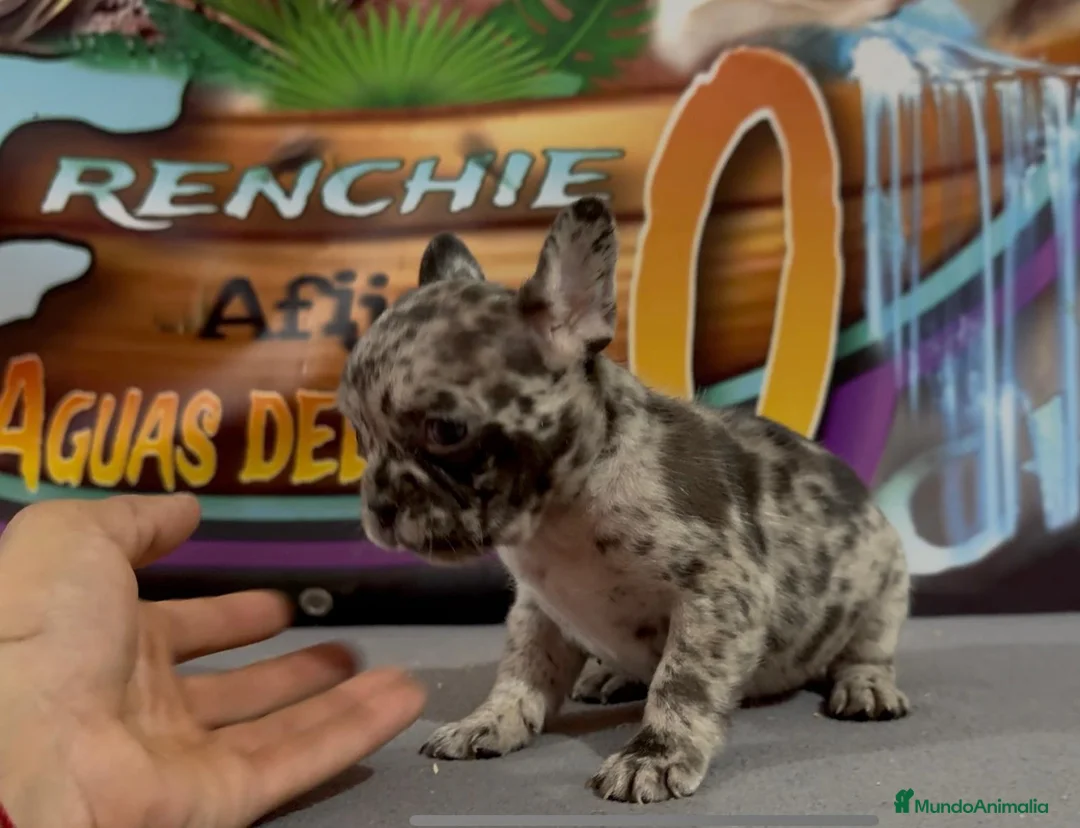 Bulldog Francés perros en venta: Cachorros de Bulldog Frances. - Anuncio 2