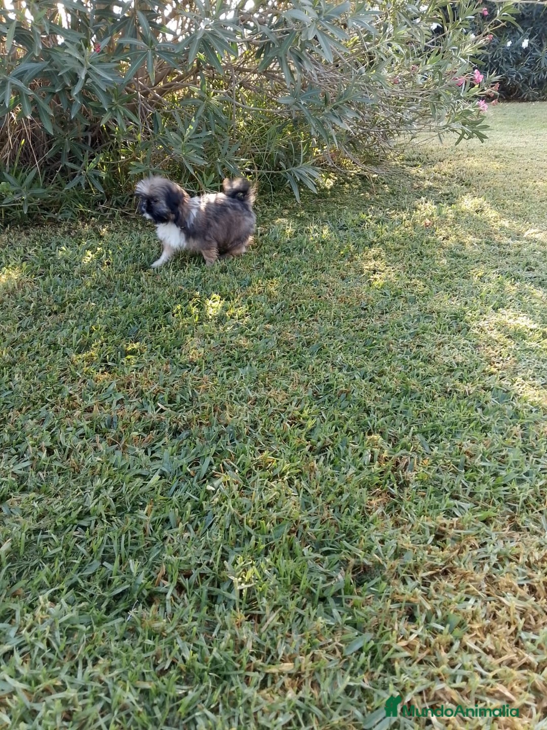 Shih Tzu perros en venta: Shitzu última hembra!! - Imagen 4