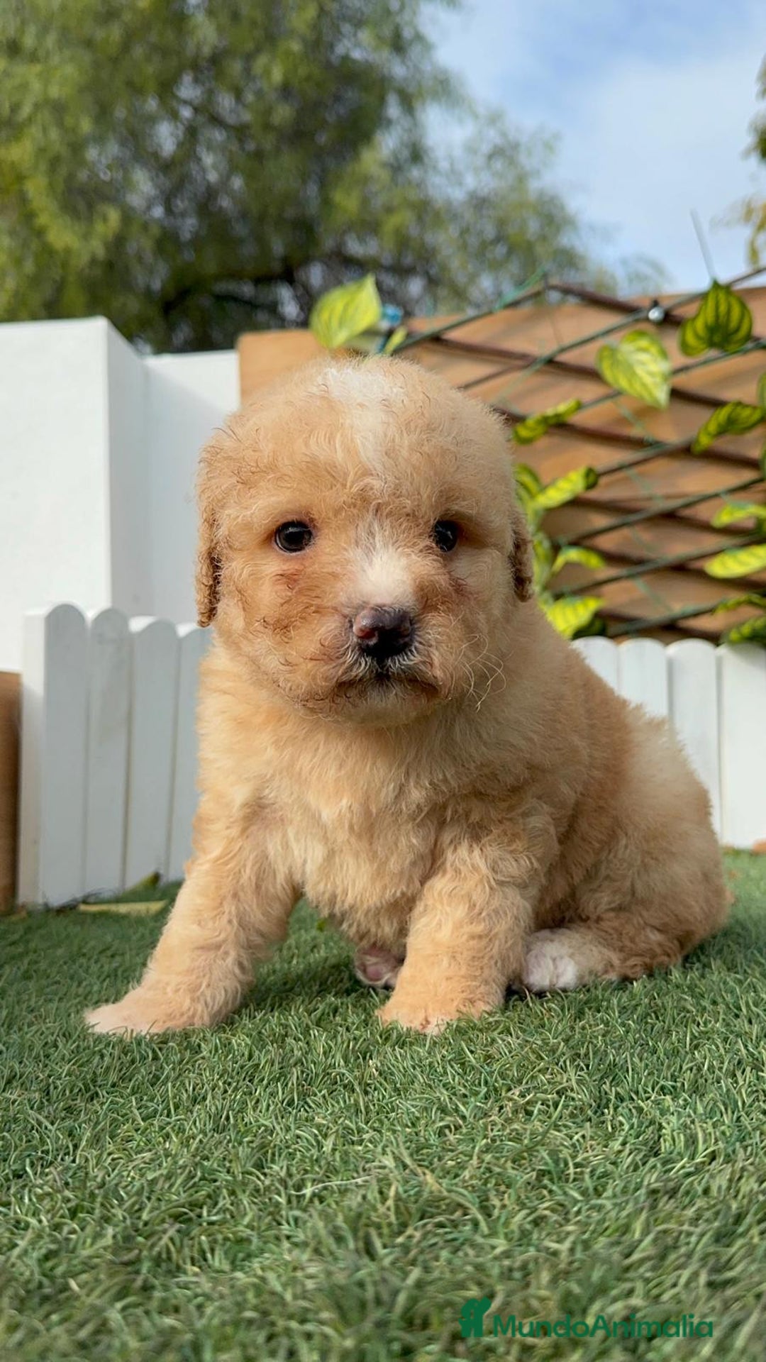 Perro de Agua Español perros en venta: PERRO DE AGUA ESPAÑOL - Anuncio 15