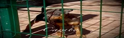 Pinscher Miniatura perros en venta: Caraby Harlequin Pinscher Benidorm  - Anuncio 2
