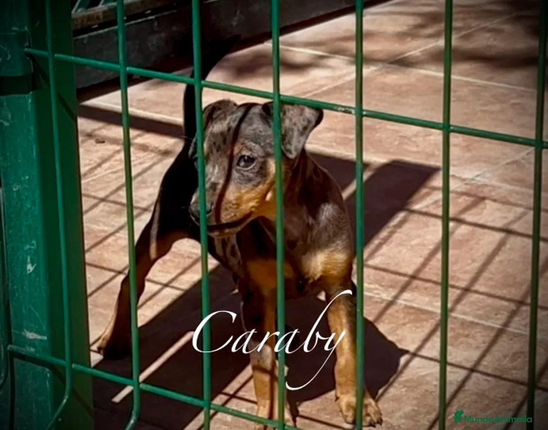 Pinscher Miniatura perros en venta: Caraby Harlequin Pinscher Benidorm  - Anuncio 2