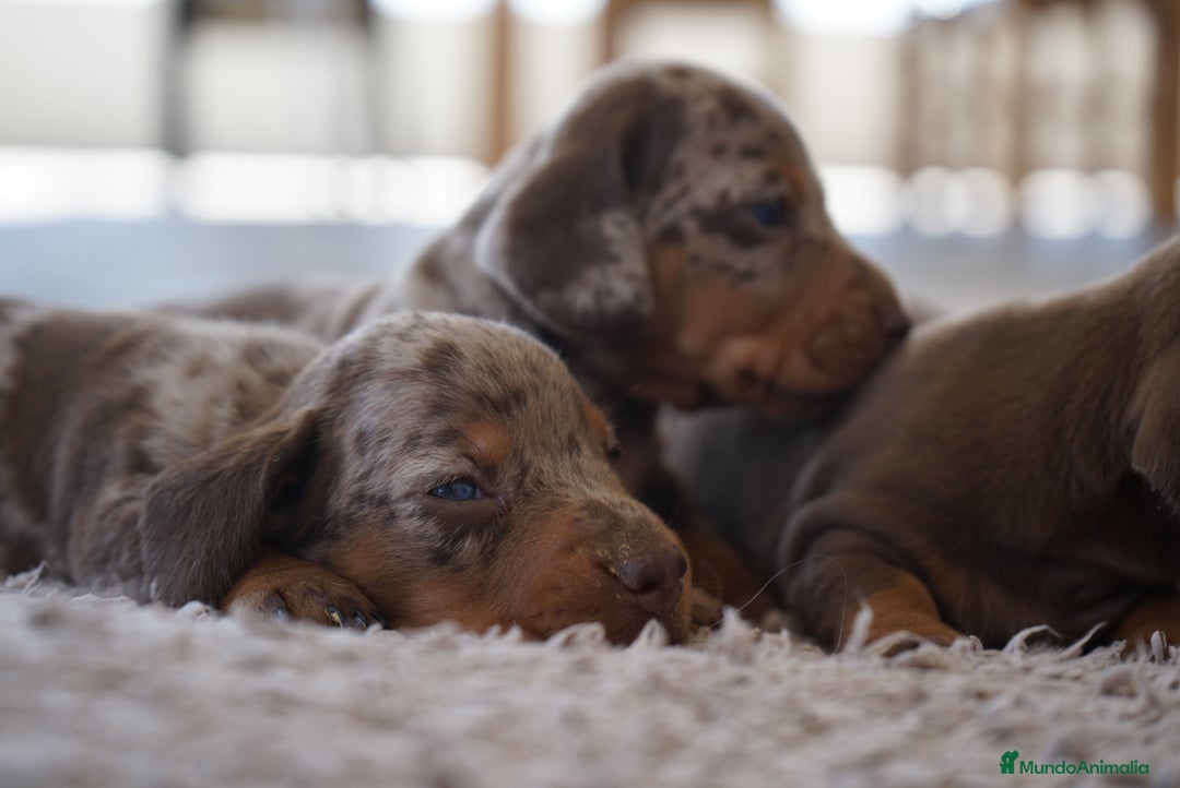 Teckel Miniatura perros en venta: 🐾Frixco, Calypso & Sunny💚 ¡Explosión de ternura! - Imagen 8