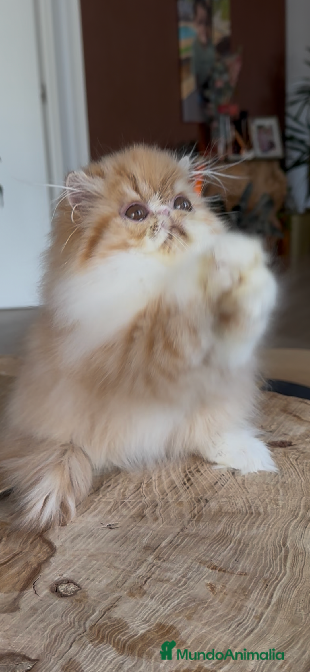 Persa gatos en venta: Hembra bicolor Roja  - Imagen 5