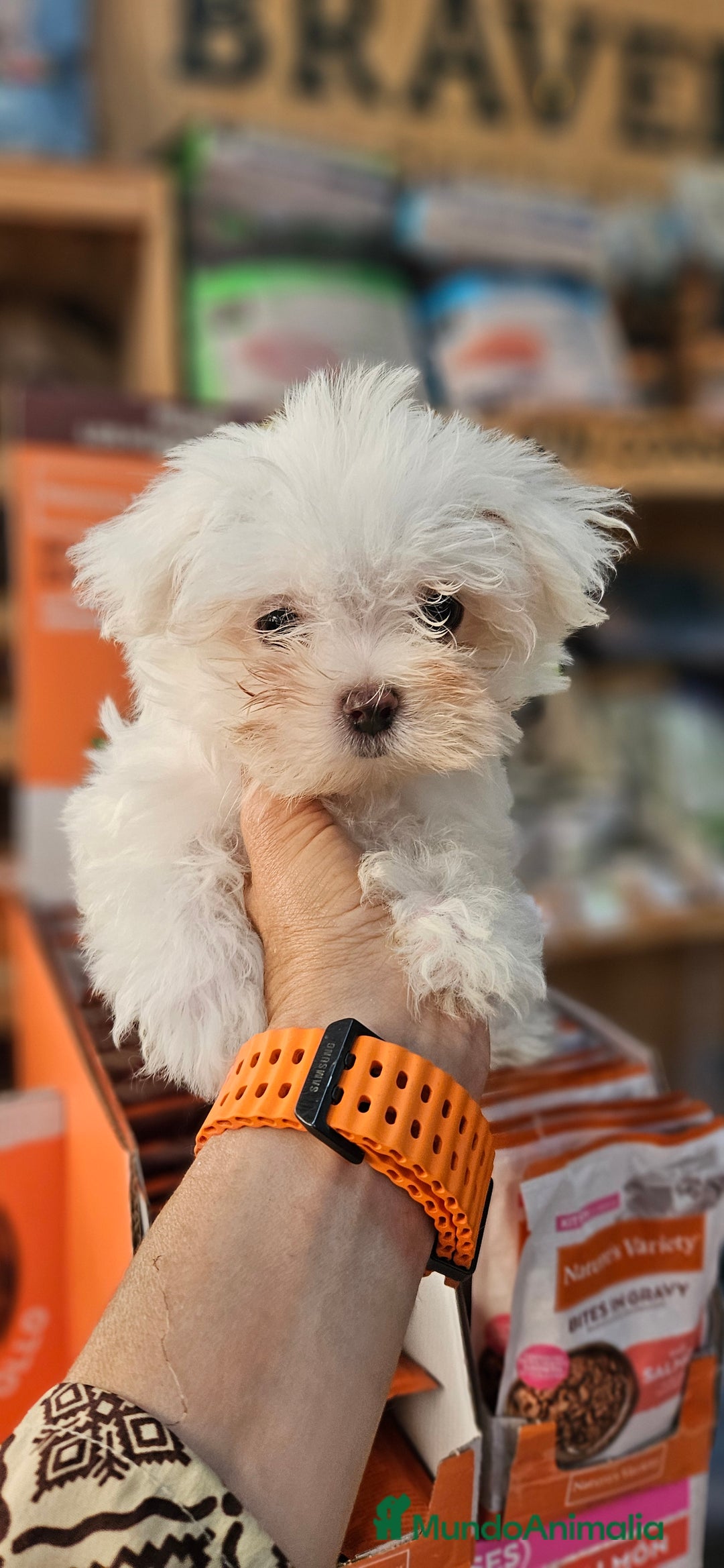 Bichón Maltés perros en venta: Bichon maltés  en Cádiz - Imagen 5