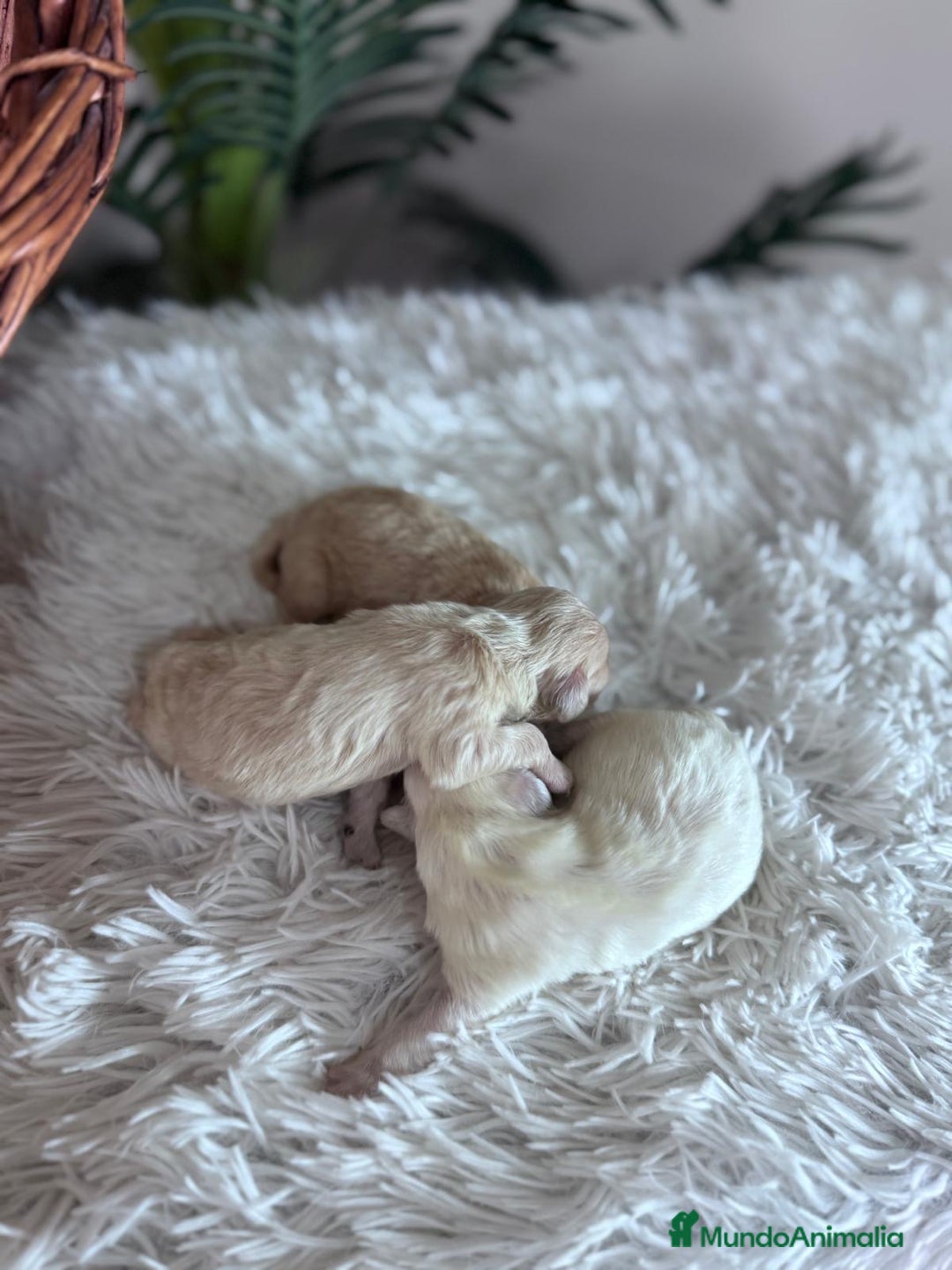 Maltipoo perros en venta: MALTIPOO  - Anuncio 22