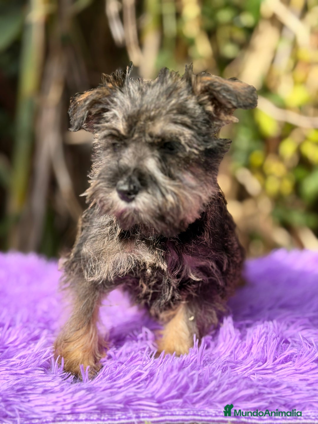 Schnauzer Miniatura perros en venta: Schnauzer miniatura hembra  - Anuncio 2