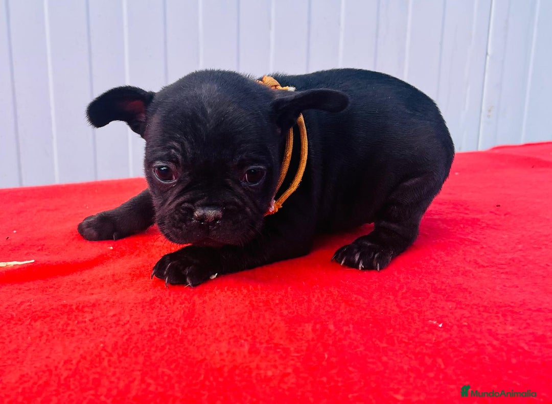 Bulldog Francés perros en venta: Bulldog Francés  - Anuncio 11
