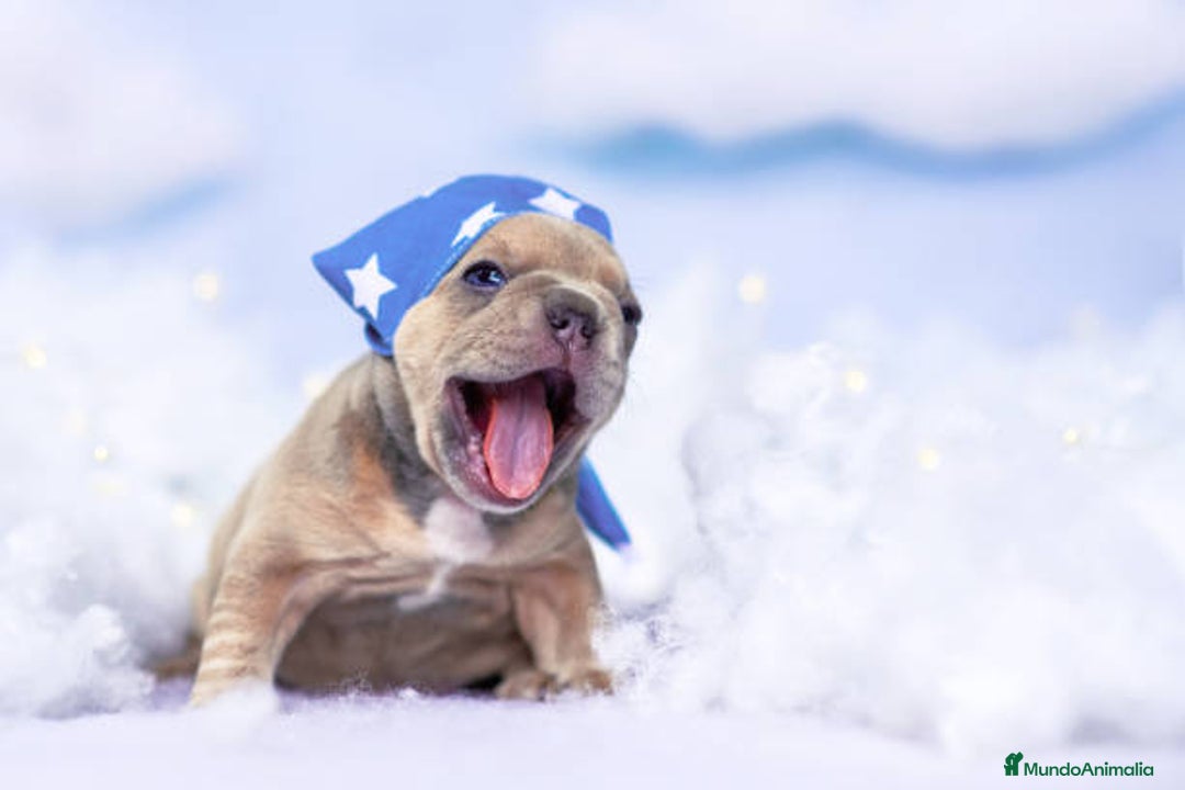 Bulldog Francés perros en venta: BULLDOG FRANCES EXOTICO  - Anuncio 1