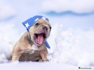 Bulldog Francés perros BULLDOG FRANCES EXOTICO - Anuncio 2