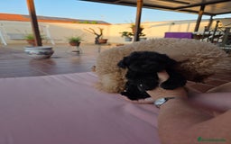 Maltipoo perros en venta: Yorkipoo exclusiva!! - Imagen 4