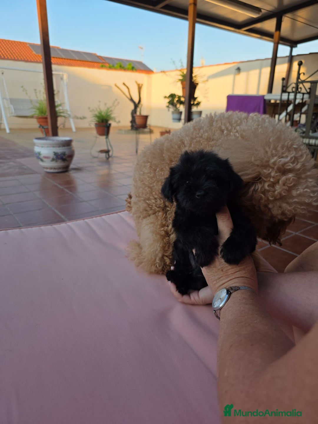 Maltipoo perros en venta: Yorkipoo exclusiva!! - Imagen 4