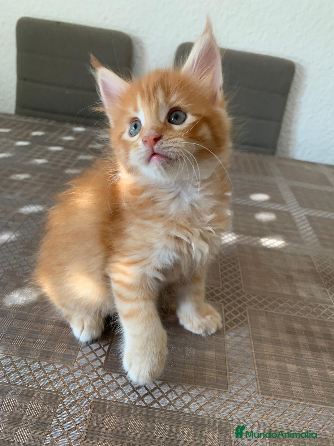 Maine Coon gatos en venta: Maine coon - Imagen 1