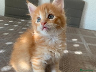 Maine Coon gatos - Anuncio 15