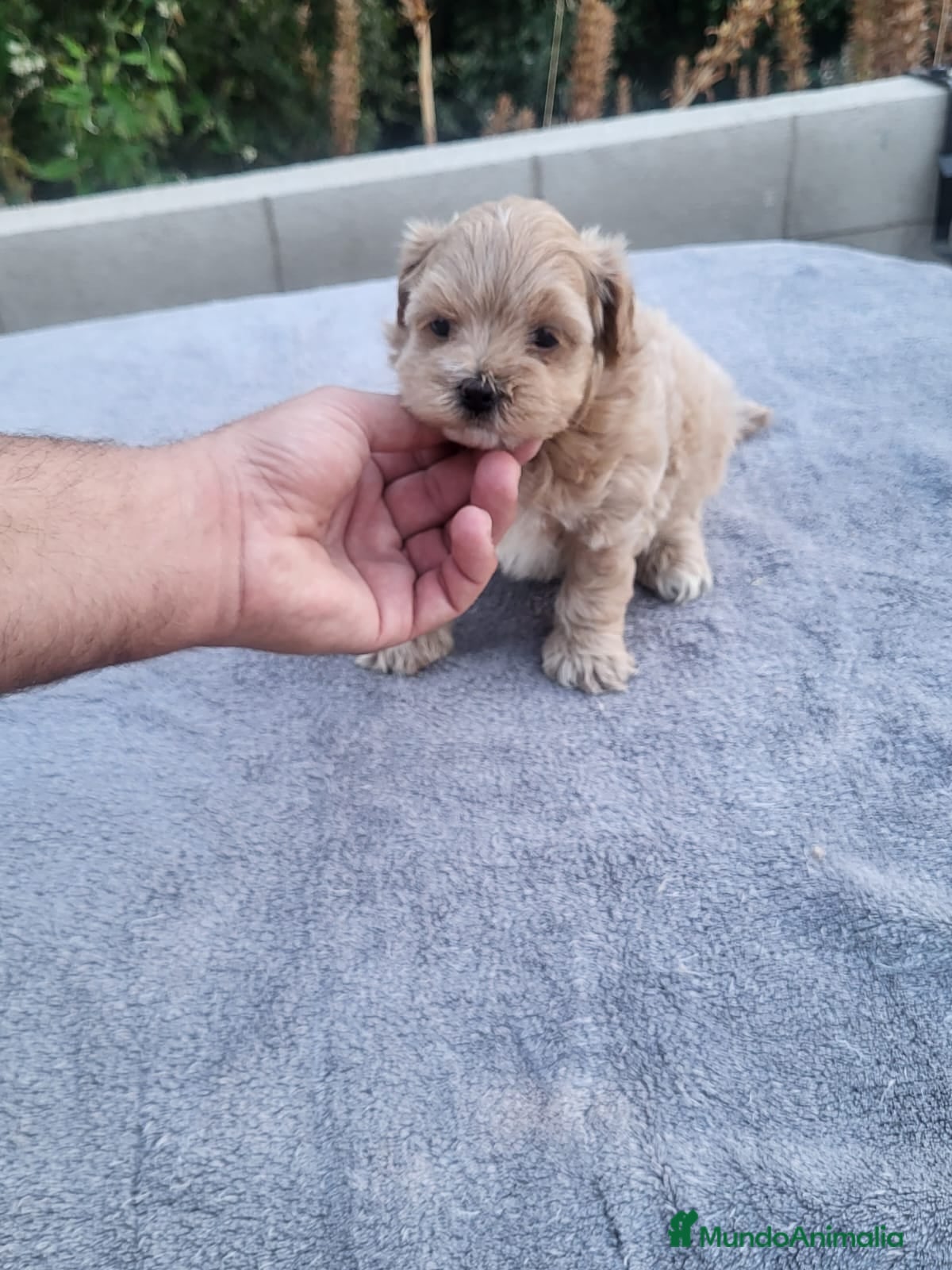 Maltipoo perros Maltipoo - Anuncio 1