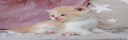 Británico de Pelo Corto gatos en venta: Camada espectacular British Shorthair Pedigree WCF - Anuncio 4