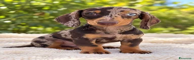 TITO