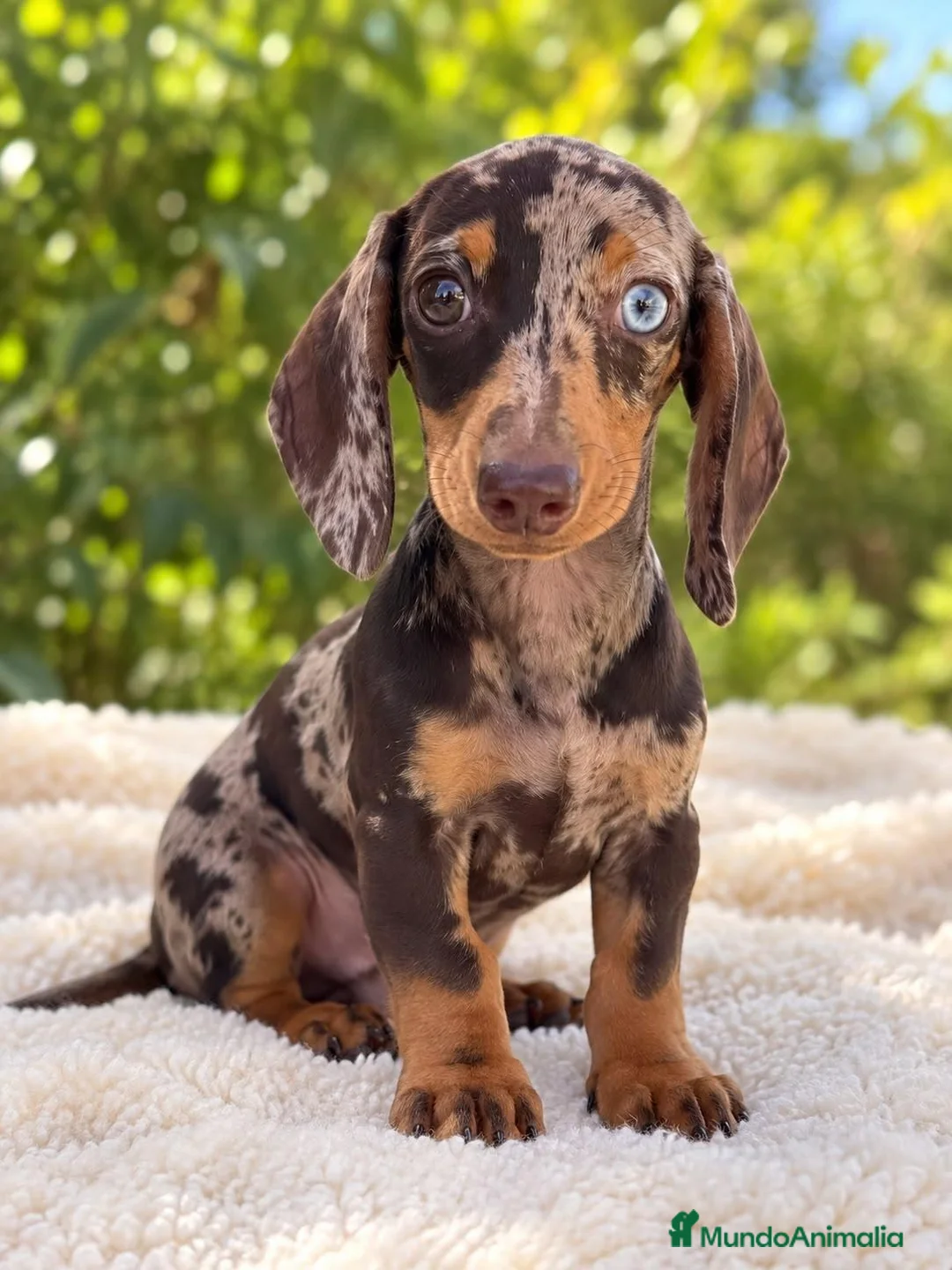 Teckel Miniatura perros en venta: TECKEL MINI CACHORROS - HEMBRA Y MACHO - Anuncio 2