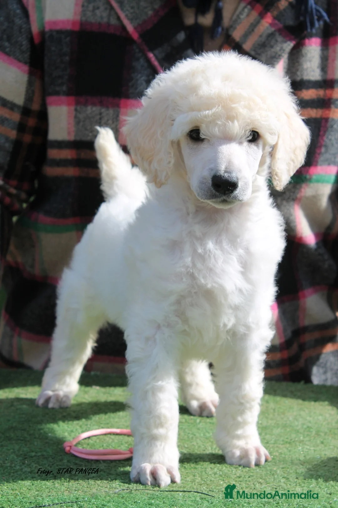 Caniche Gigante perros en venta: Cachorro caniche gigante  - Anuncio 1