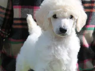 Caniche Gigante perros en venta: Cachorro caniche gigante - Anuncio 1