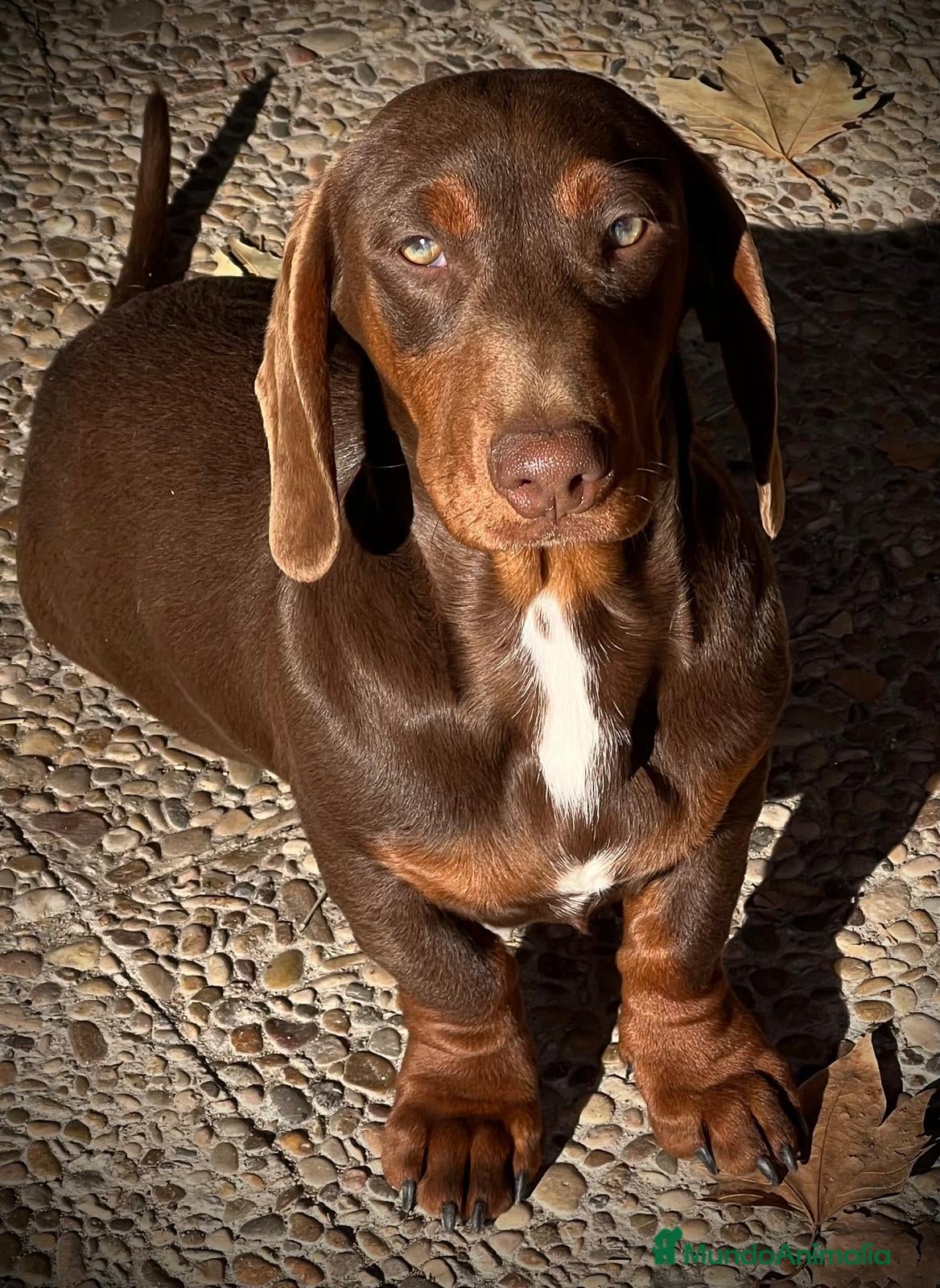 Teckel perros Macho teckel 6 meses  - Anuncio 24