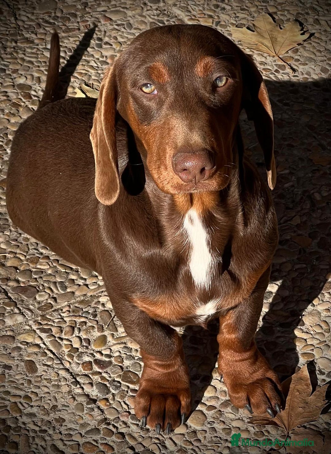 Teckel perros en venta: Macho teckel 6 meses  - Anuncio 1