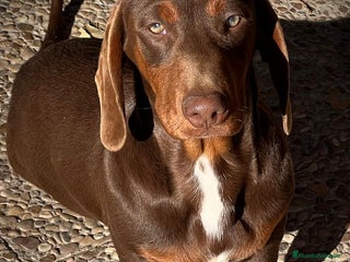 Teckel perros Macho teckel 6 meses - Anuncio 1