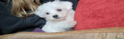 Bichón Maltés perros en venta: Excelentes toy  - Anuncio 2