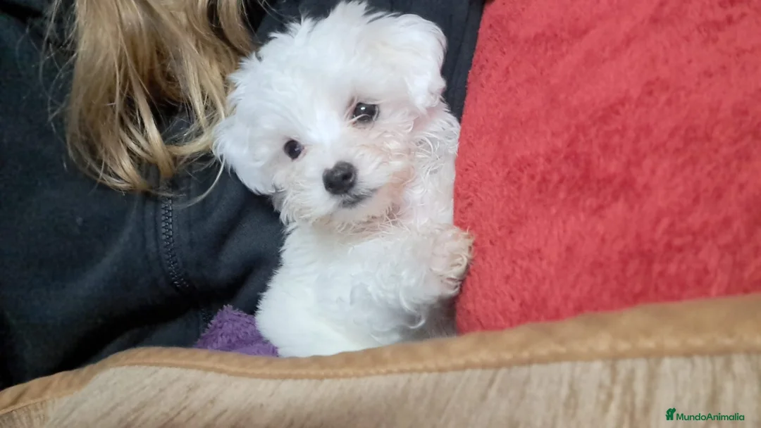 Bichón Maltés perros en venta: Excelentes toy  - Anuncio 2