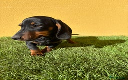 Teckel Miniatura perros en venta: macho teckel miniatura negro fuego  - Imagen 13