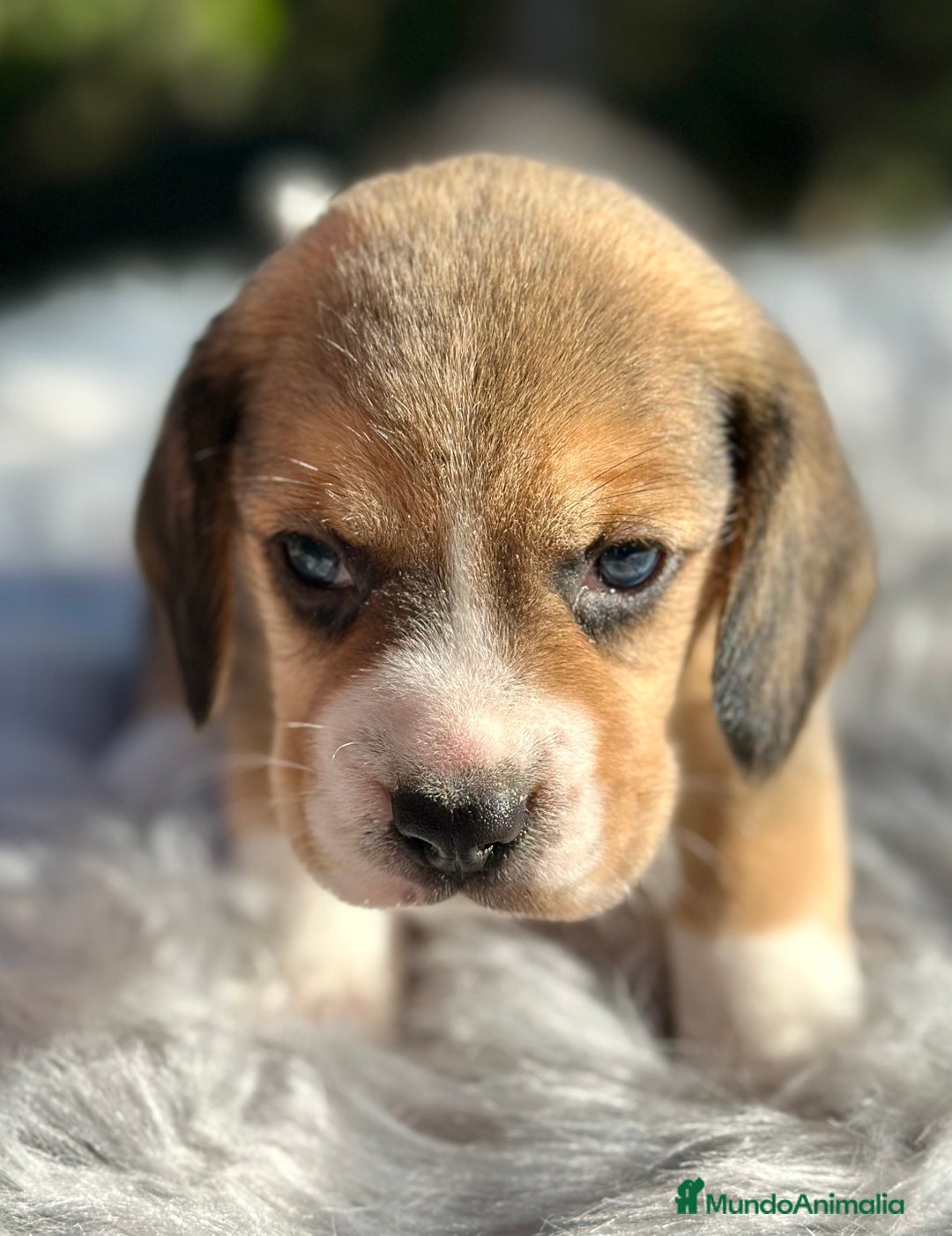 Beagle perros en venta: CAMADA DE BEAGLE DISPONIBLE PARA RESERVAR - Imagen 8