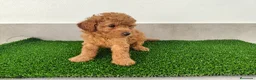 Caniche Toy perros en venta: Caniches toy - Anuncio 3