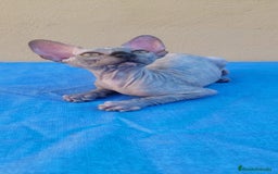 Sphynx gatos en venta: Hembrita tortuga azul  - Imagen 5