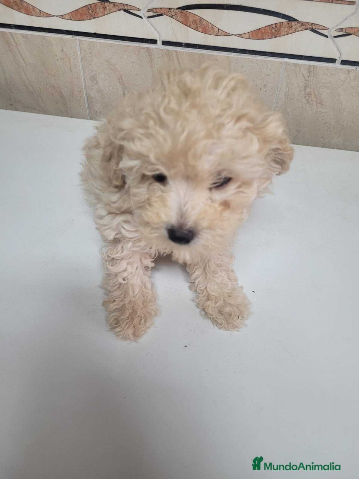Maltipoo perros Maltipoo nacionales machos y hembras  - Anuncio 1