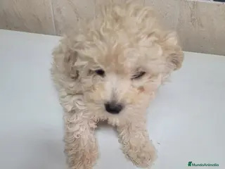 Maltipoo perros Maltipoo nacionales machos y hembras - Anuncio 1