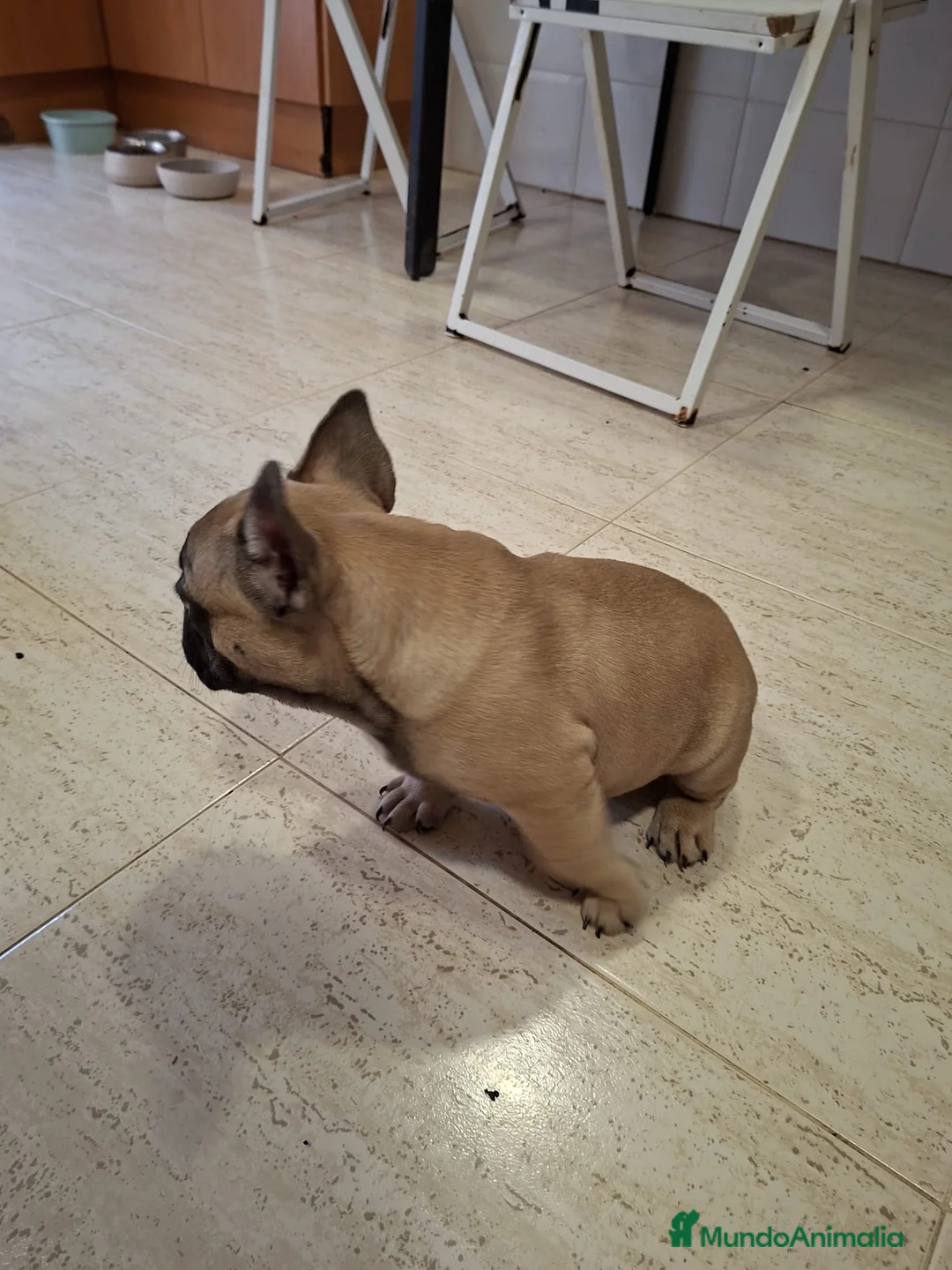 Bulldog Francés perros en venta: Último bulldog francés Fawn !! - Anuncio 2