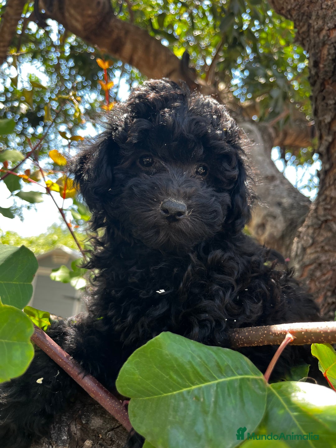 Caniche Toy perros en venta: Caniches toy - Imagen 10
