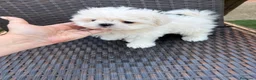 Bichón Maltés perros en venta: Bichon Maltés Mini listo para entregar !! - Anuncio 7
