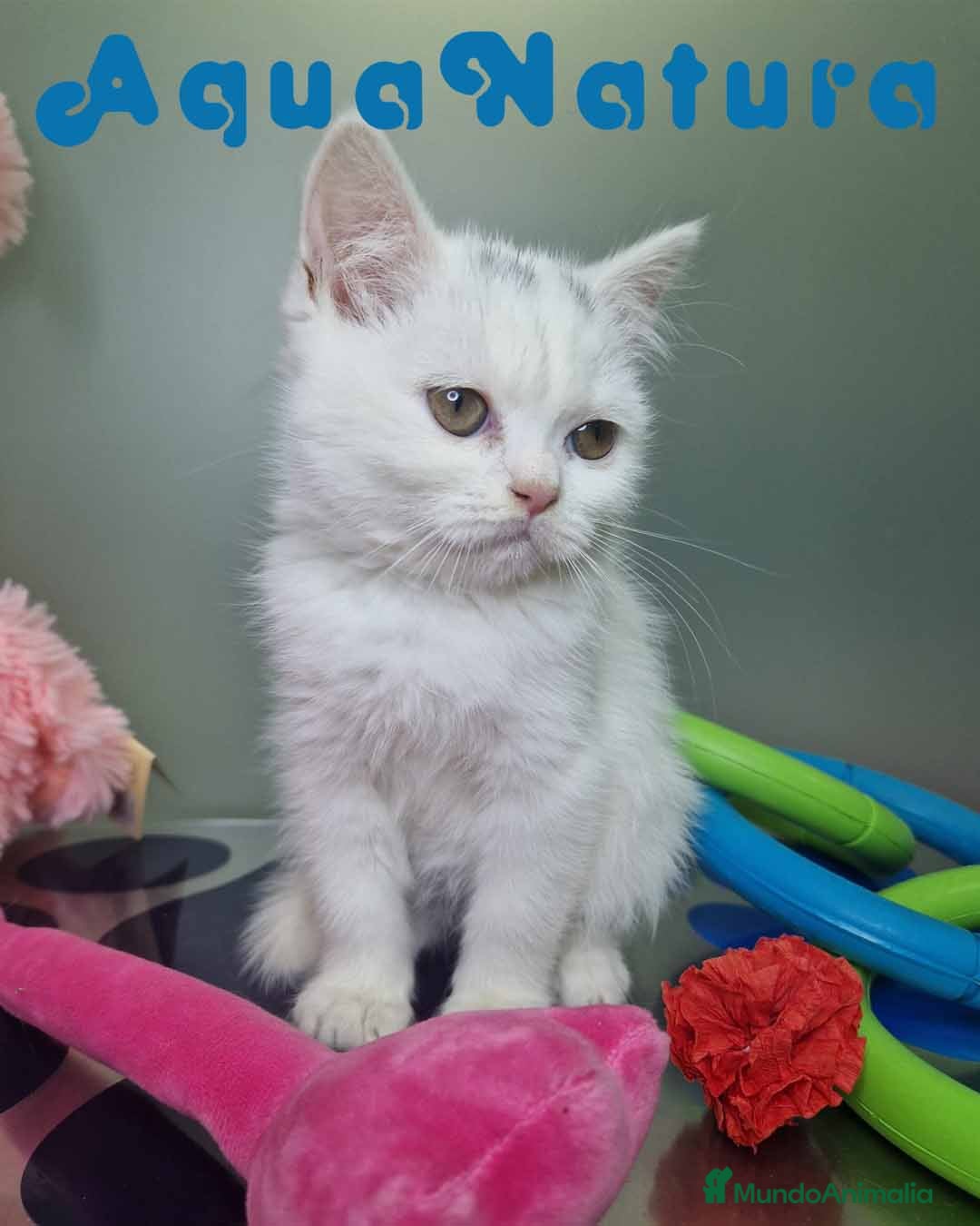 Británico de Pelo Corto gatos British Shorthair Hembra 1740 AQUANATURA - Anuncio 1