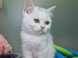 Británico de Pelo Corto gatos British Shorthair Hembra 1740 AQUANATURA - Anuncio 1