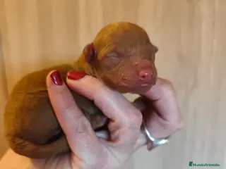 Caniche Toy perros Camada de caniche toy PraoToro - Anuncio 38