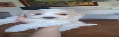Maltipoo 2
