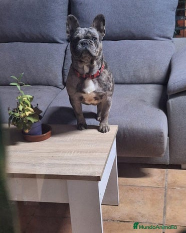 Bulldog Francés perros - Anuncio 14