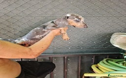 Teckel Miniatura perros en venta: Teckel macho mini arlequín  - Imagen 2