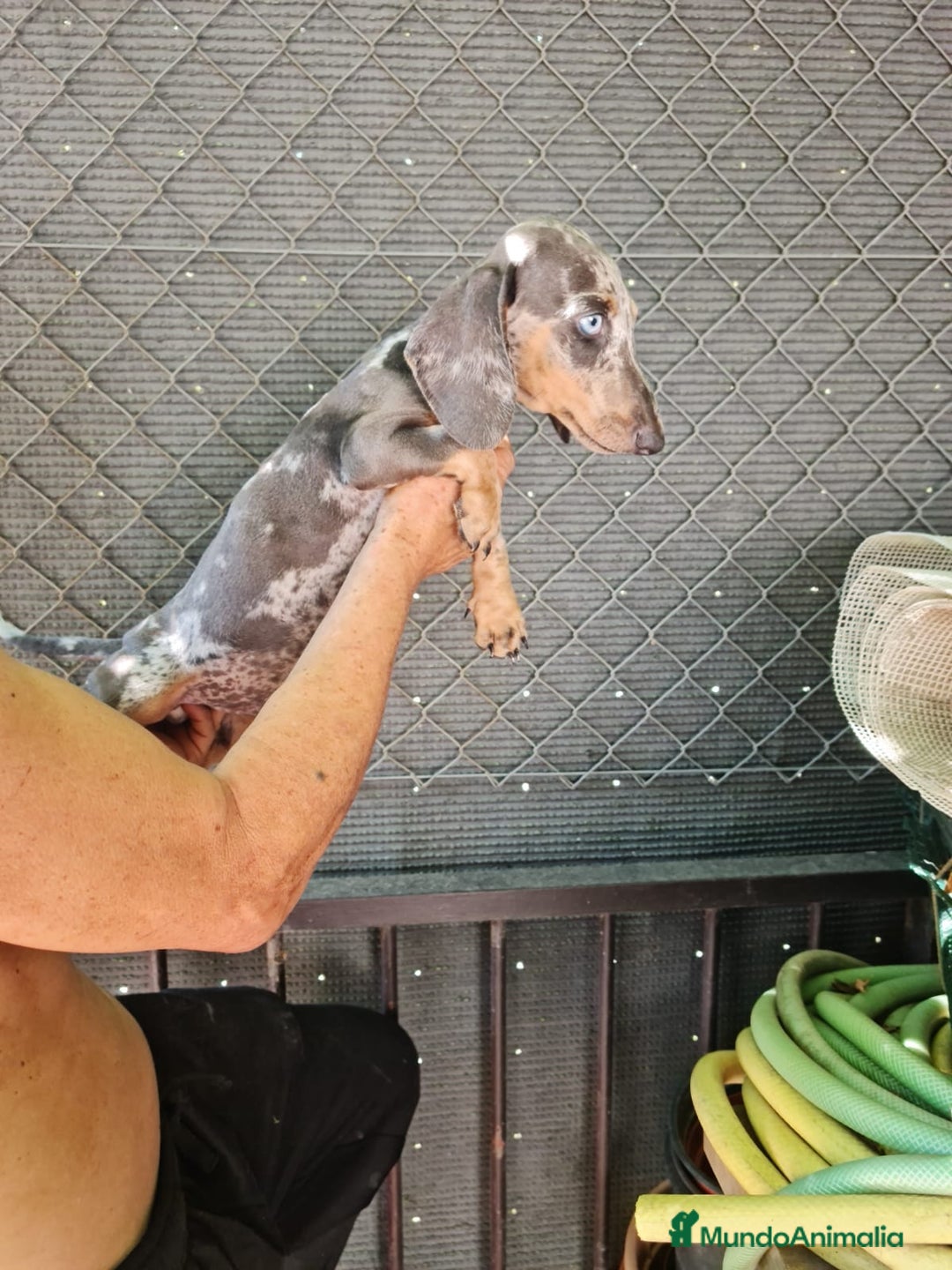 Teckel Miniatura perros en venta: Teckel macho mini arlequín  - Imagen 2