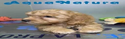 Havapoo perros en venta: Havapoo Macho de Haya y Can 8301 AQUANATURA - Anuncio 2