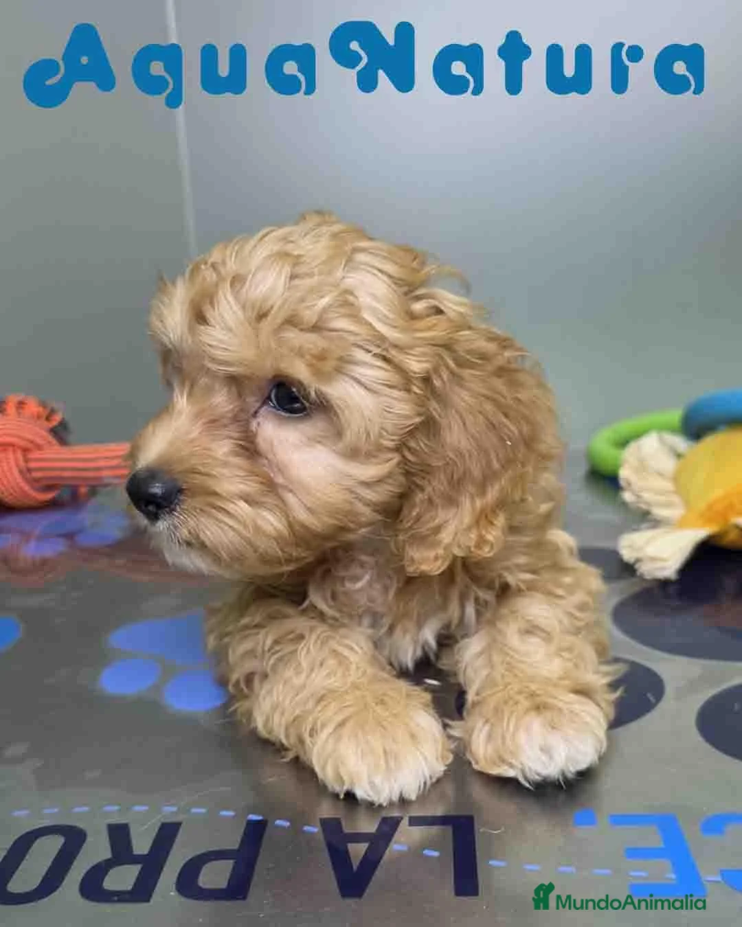 Havapoo perros en venta: Havapoo Macho de Haya y Can 8301 AQUANATURA - Anuncio 2