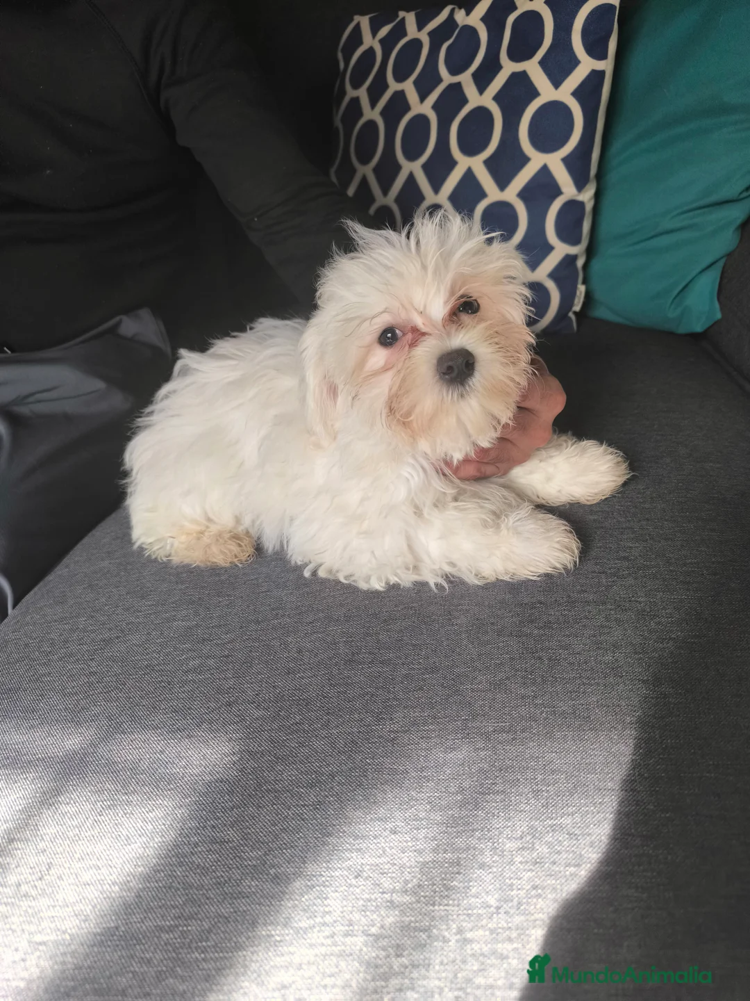 Bichón Maltés perros en venta: Bichón maltés mini en Curtis La Coruña  - Anuncio 2