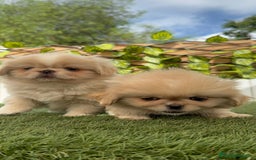 Pekinés perros en venta: PEKINES HEMBRA - Imagen 2