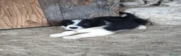 Border Collie perros en venta: Cachorros border collie varios colores! - Anuncio 9