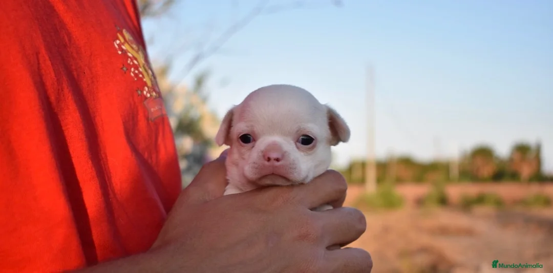 Chihuahua perros en venta: CHIHUAHUAS CACHORROS BLANCOS  en Toledo - Anuncio 4